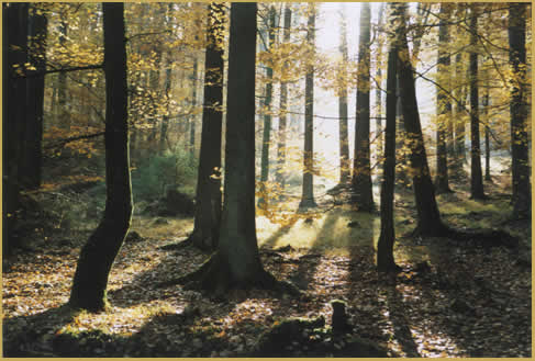 Sommerlicher Laubwald